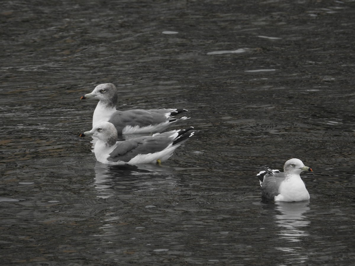 Goéland à queue noire - ML646102658