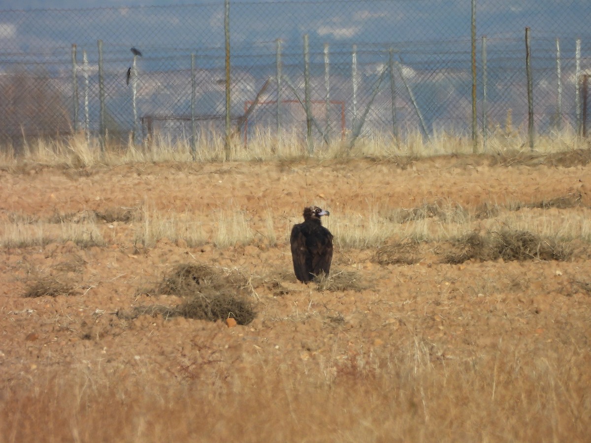 Vautour moine - ML646102659