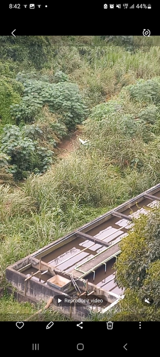 Grande Aigrette - ML646102661