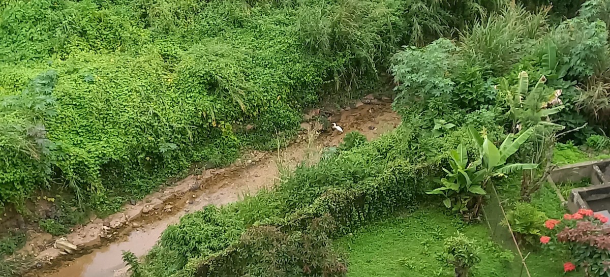 Grande Aigrette - ML646102662