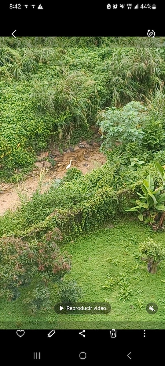 Grande Aigrette - ML646102663