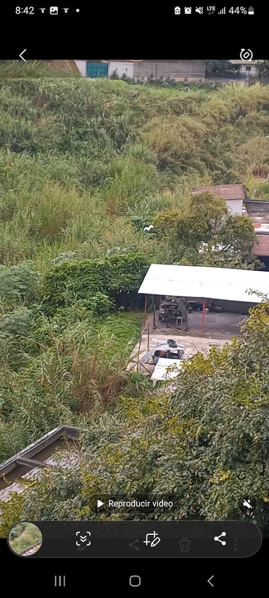 Grande Aigrette - ML646102664