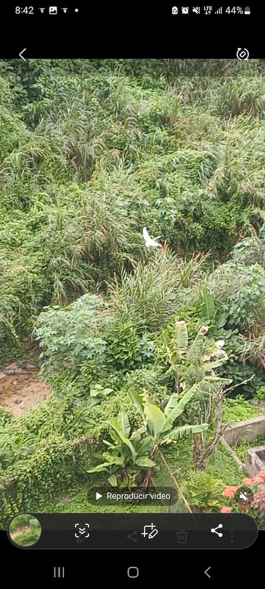 Grande Aigrette - ML646102665