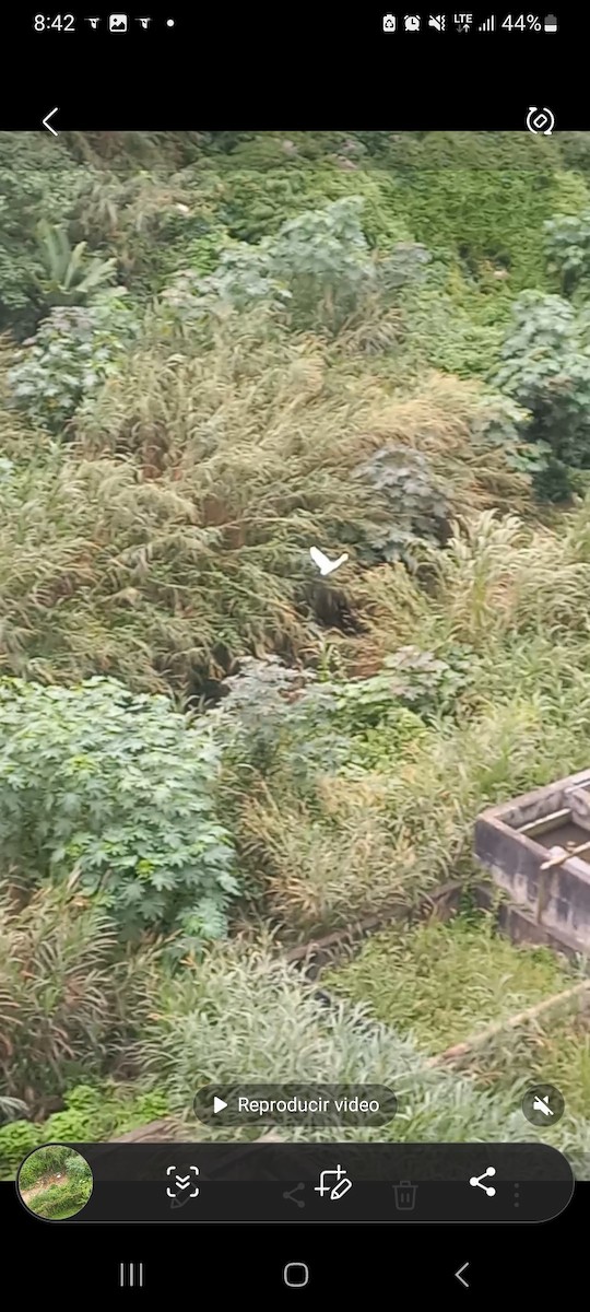 Grande Aigrette - ML646102666