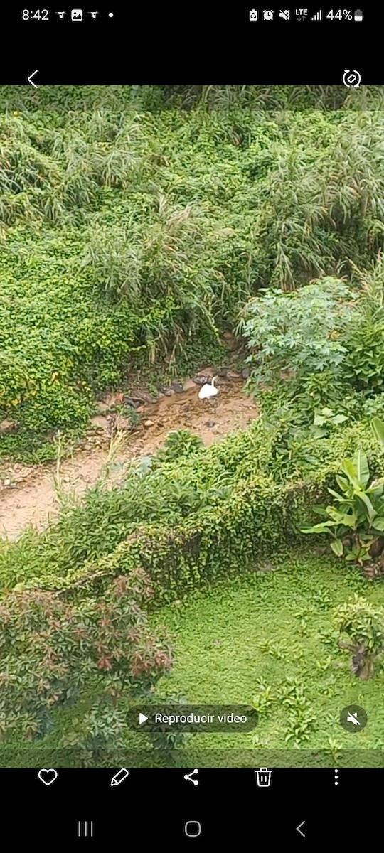 Grande Aigrette - ML646102667