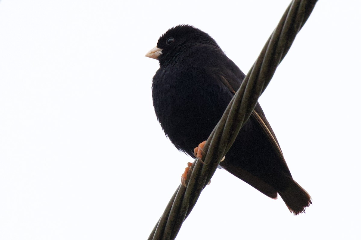 Combassou du Sénégal - ML646102668