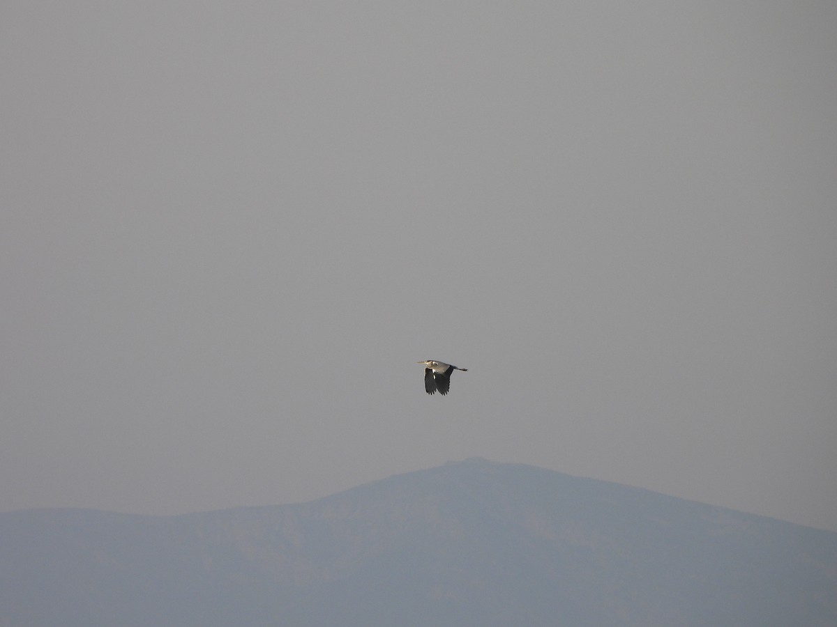 Héron cendré - ML646102670