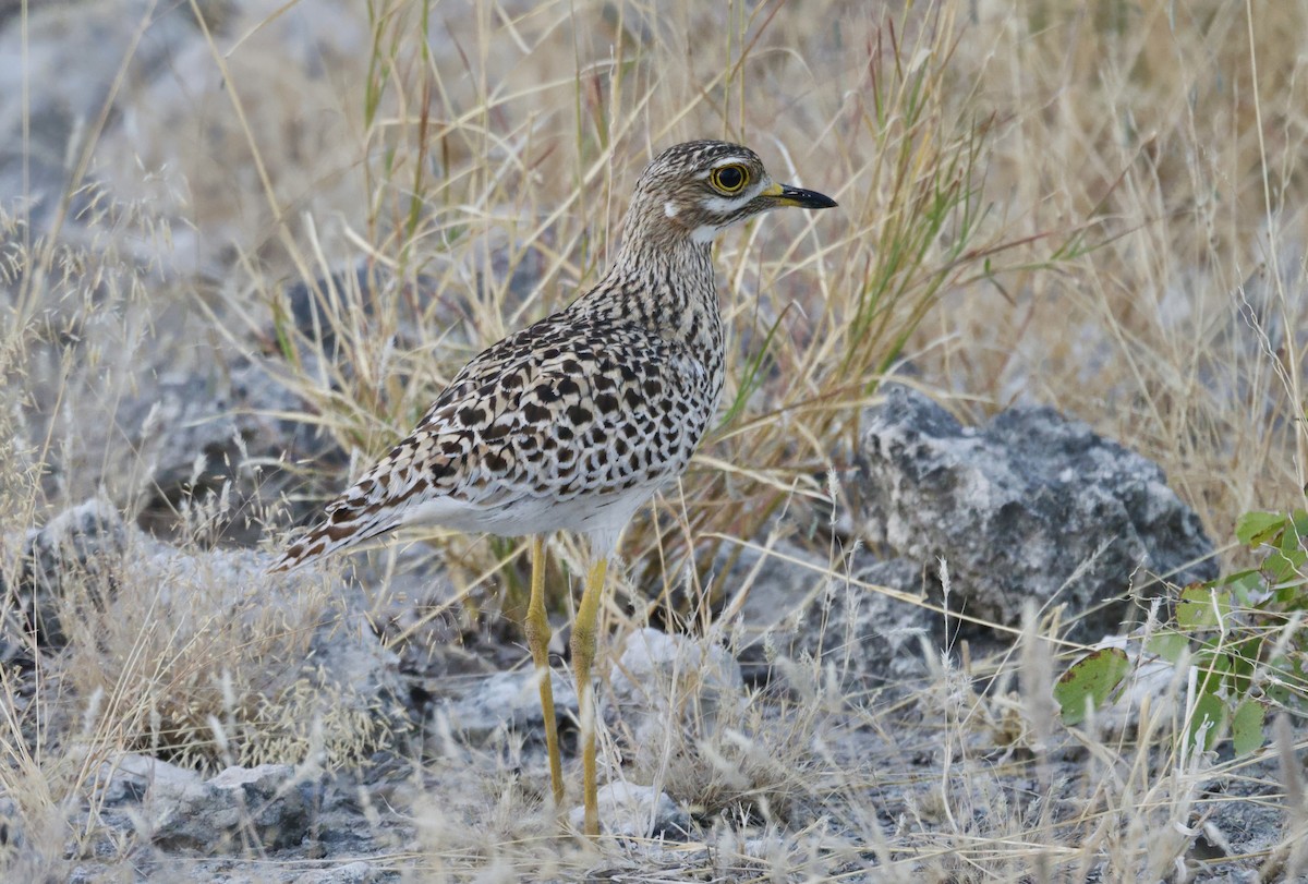 Oedicnème tachard - ML646102671
