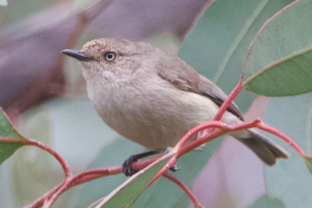 Acanthize sobre - ML646102673