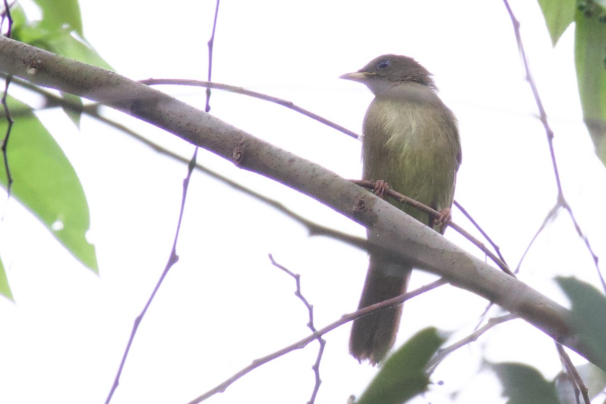 Bulbul verdâtre - ML646102676