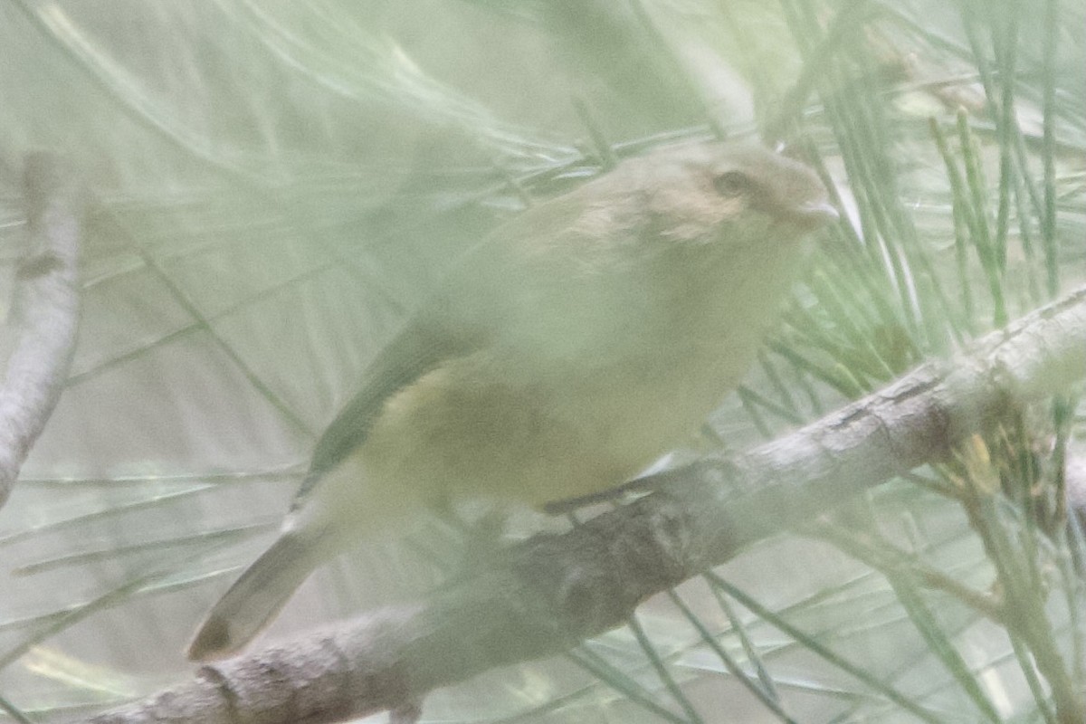 Séricorne à bec court - ML646102677