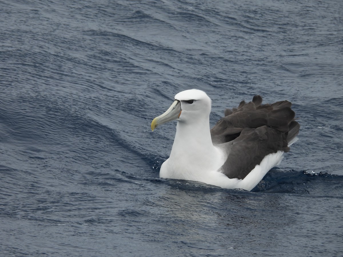 Albatros à cape blanche - ML646102682