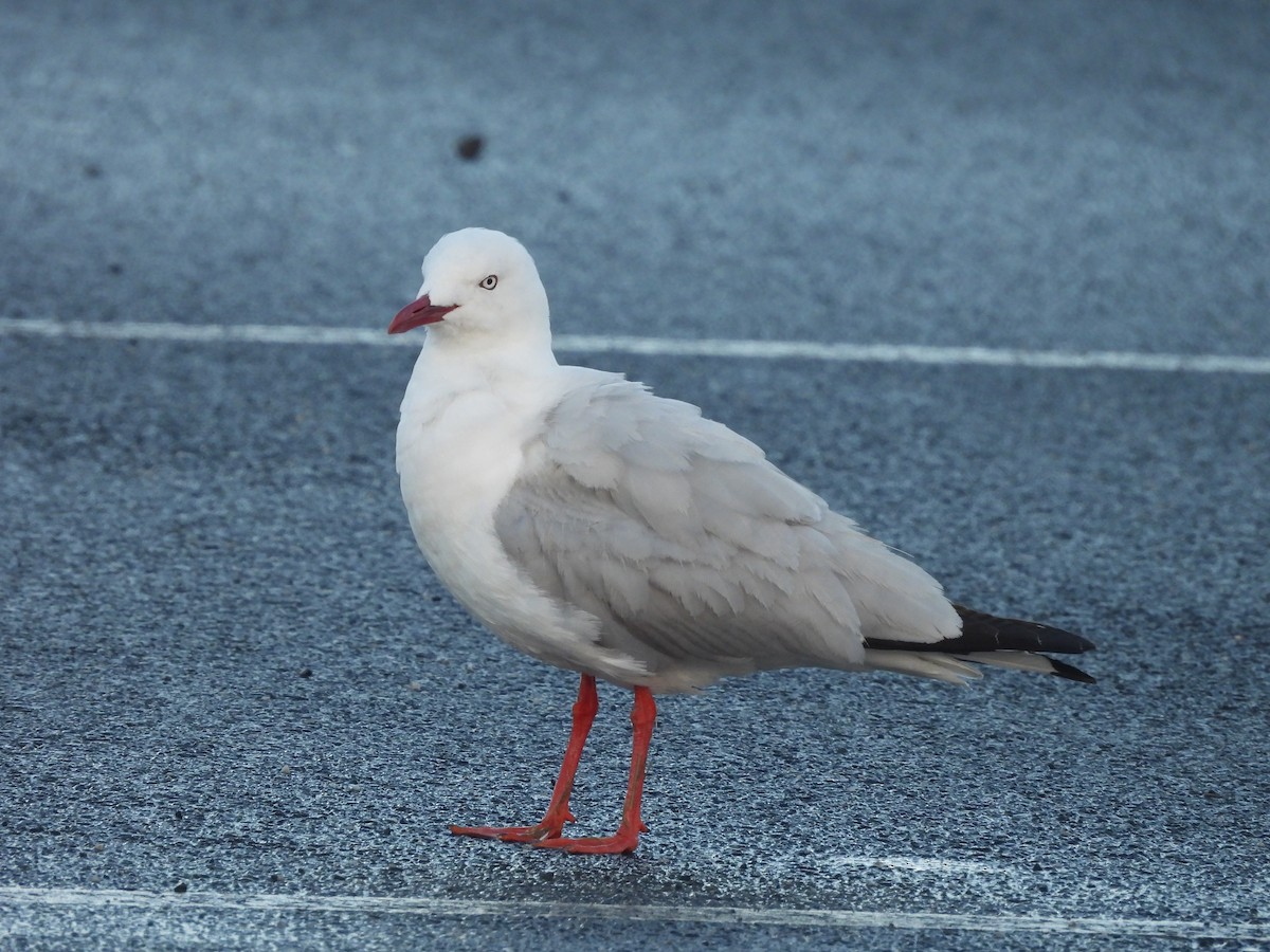 Mouette argentée - ML646102684