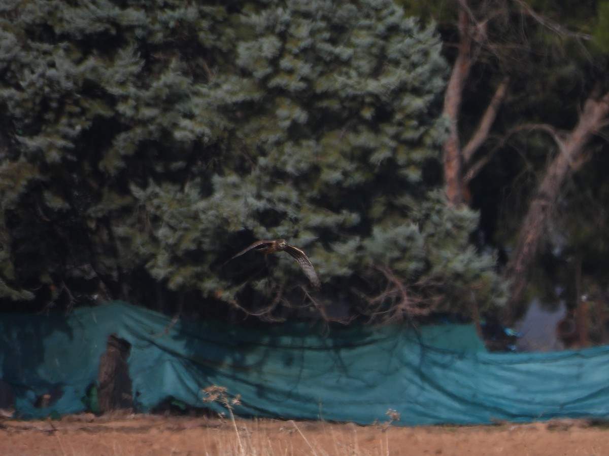 Busard Saint-Martin - ML646102691