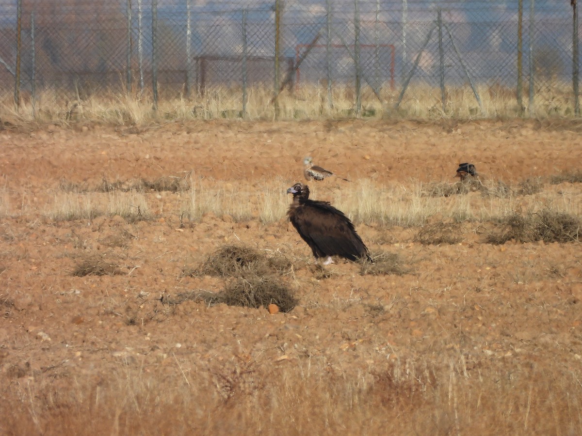 Sai beltza - ML646102696