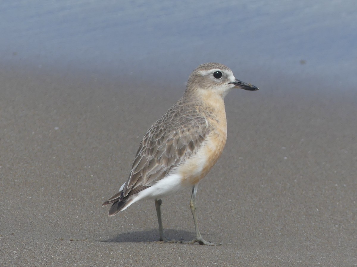 Red-breasted Dotterel - ML646102699