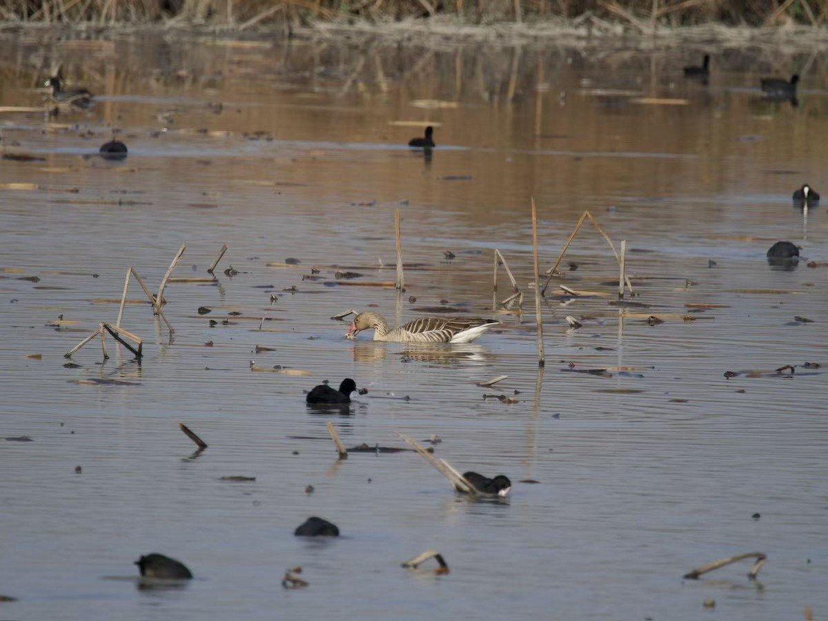 Гуска сіра - ML646102711