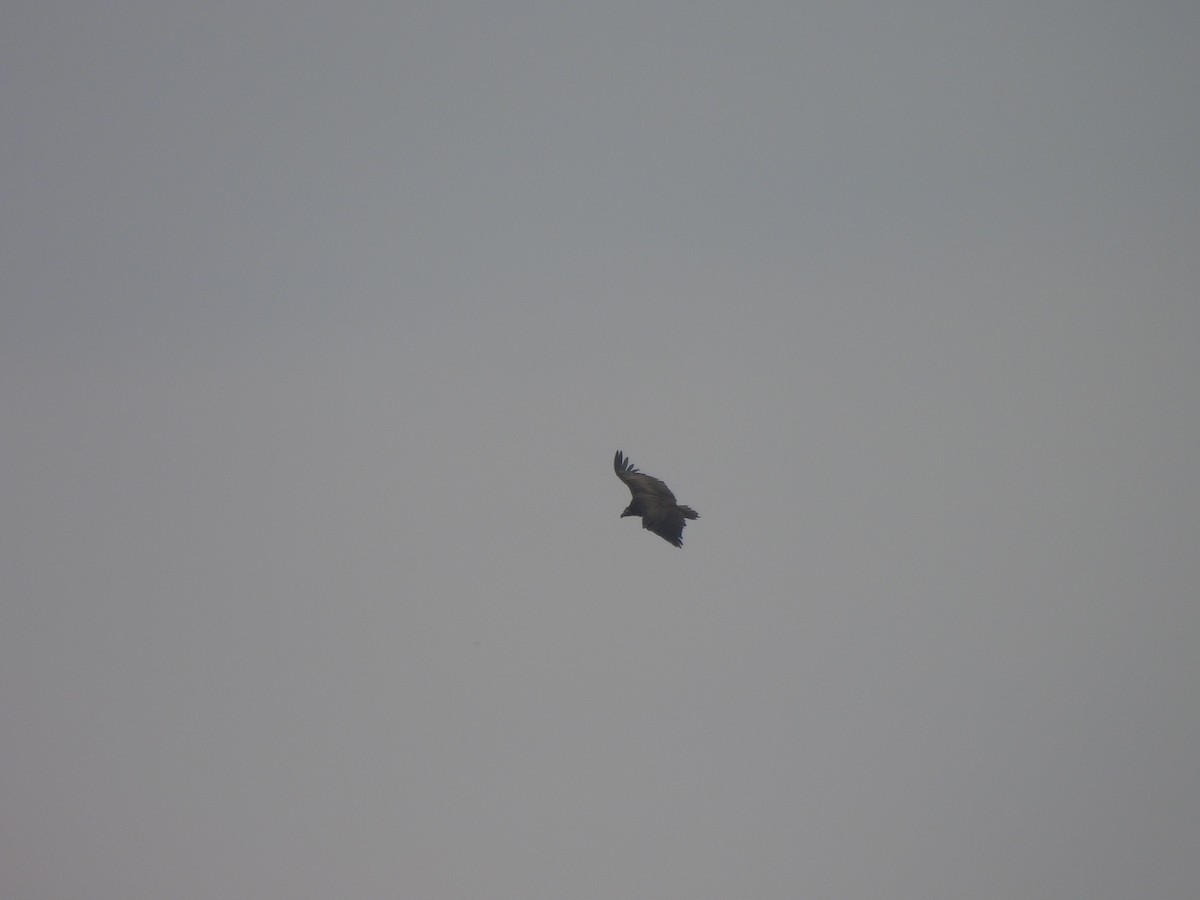 Sai beltza - ML646102713