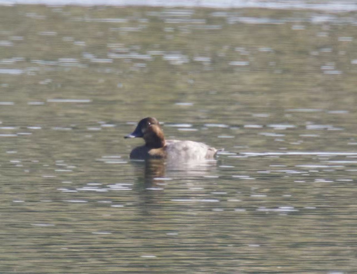 Common Pochard - ML646102716