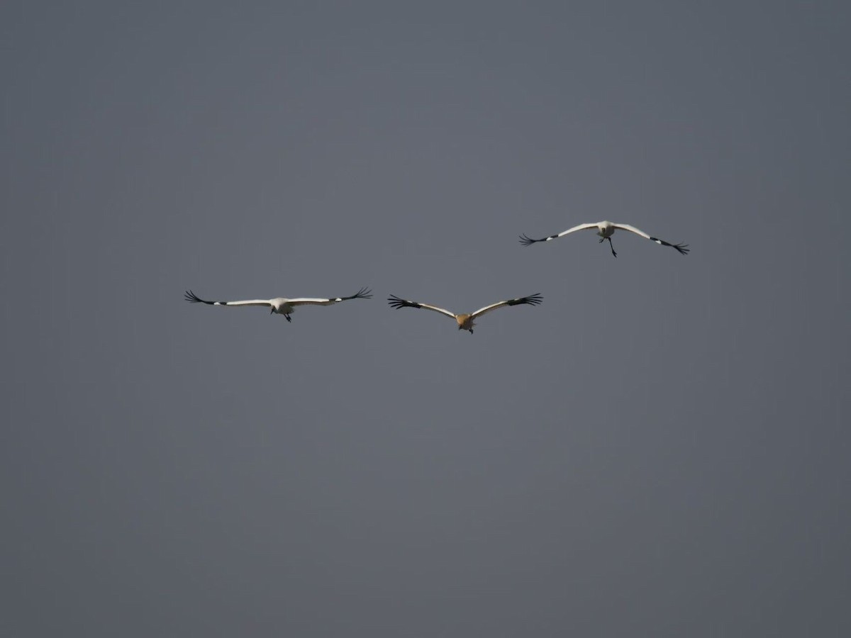 Siberian Crane - ML646102720