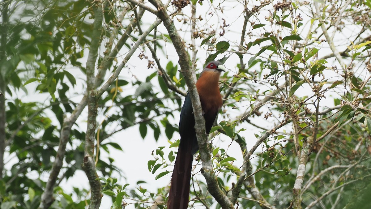 Chestnut-breasted Malkoha - ML646102737