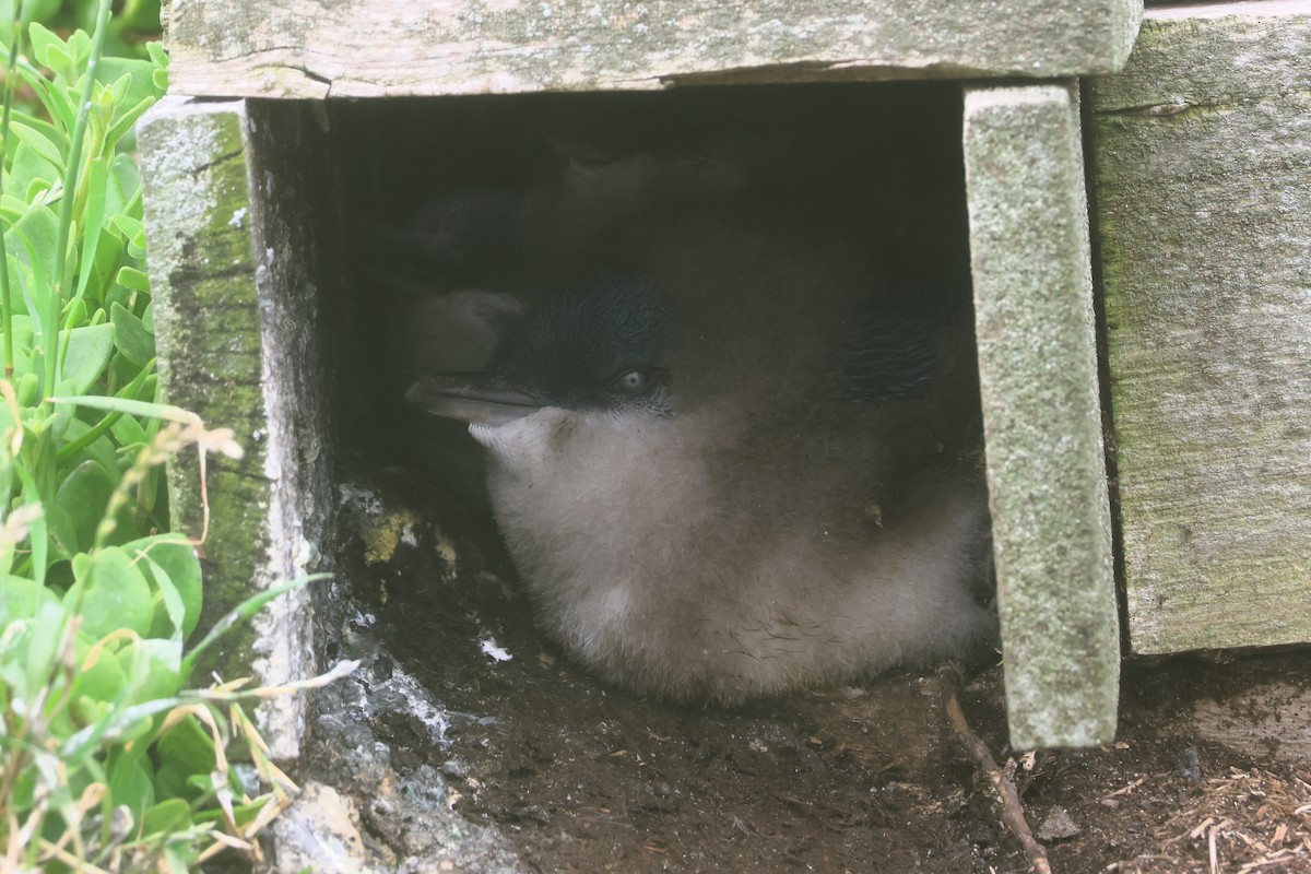 Малый пингвин - ML646102739