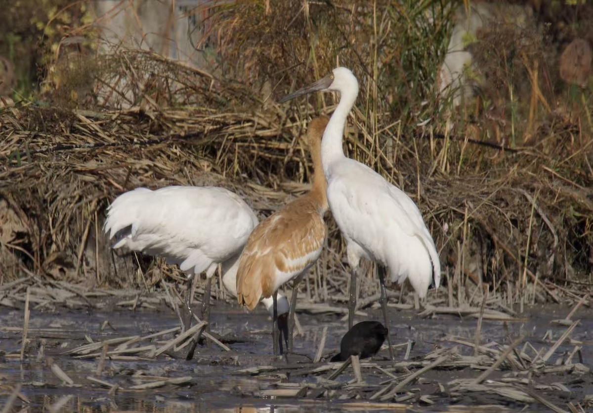 Siberian Crane - ML646102741