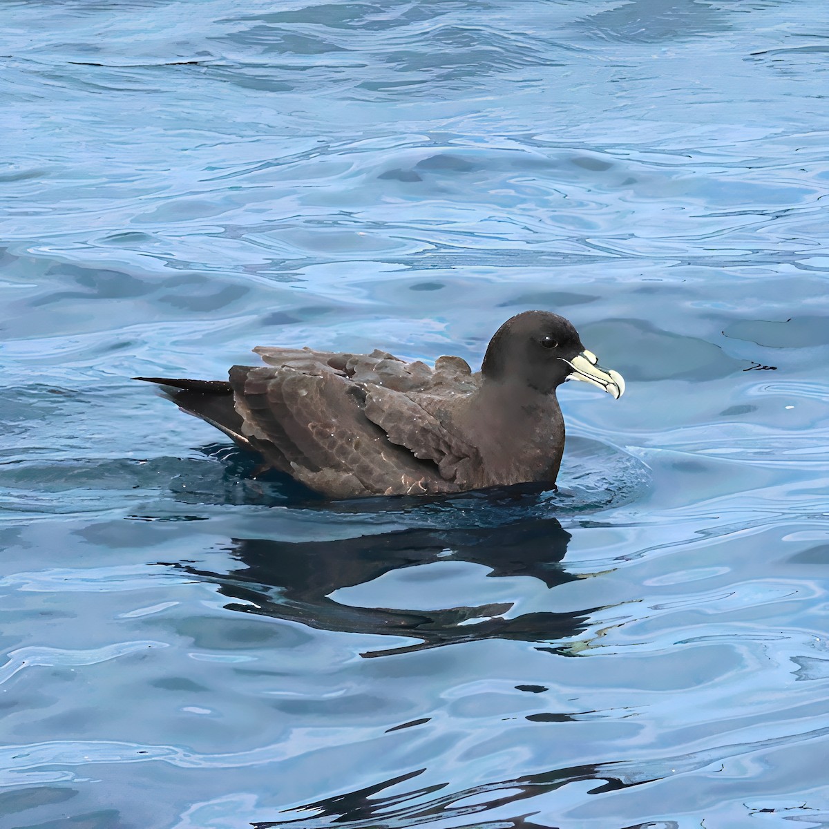 Pardela Gorjiblanca - ML646102742