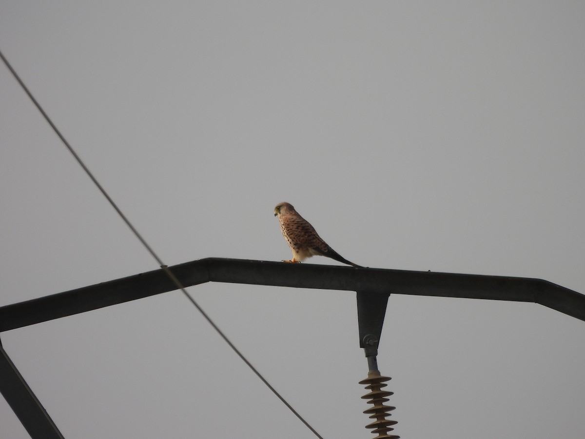 Боривітер звичайний - ML646102750