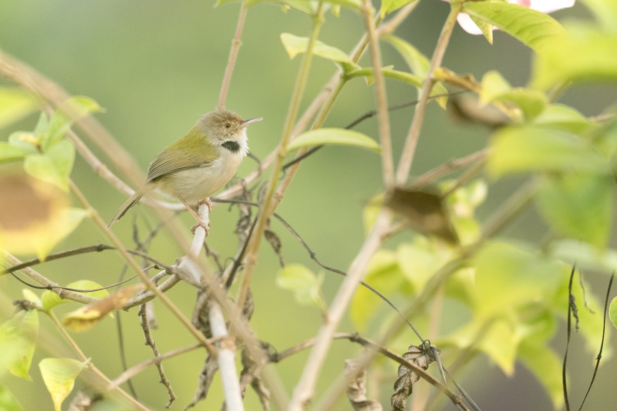 langstjertskredderfugl - ML646102752