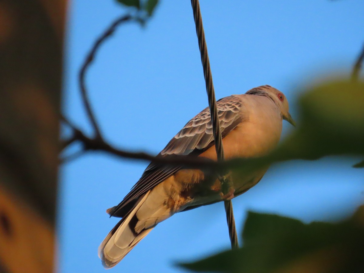 Oriental Turtle-Dove - ML646102764