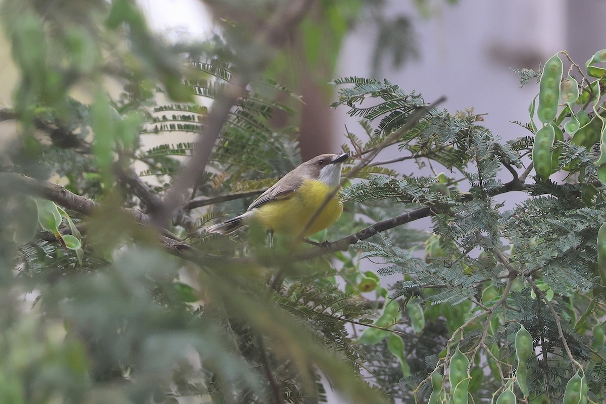 White-throated Gerygone - ML646102769