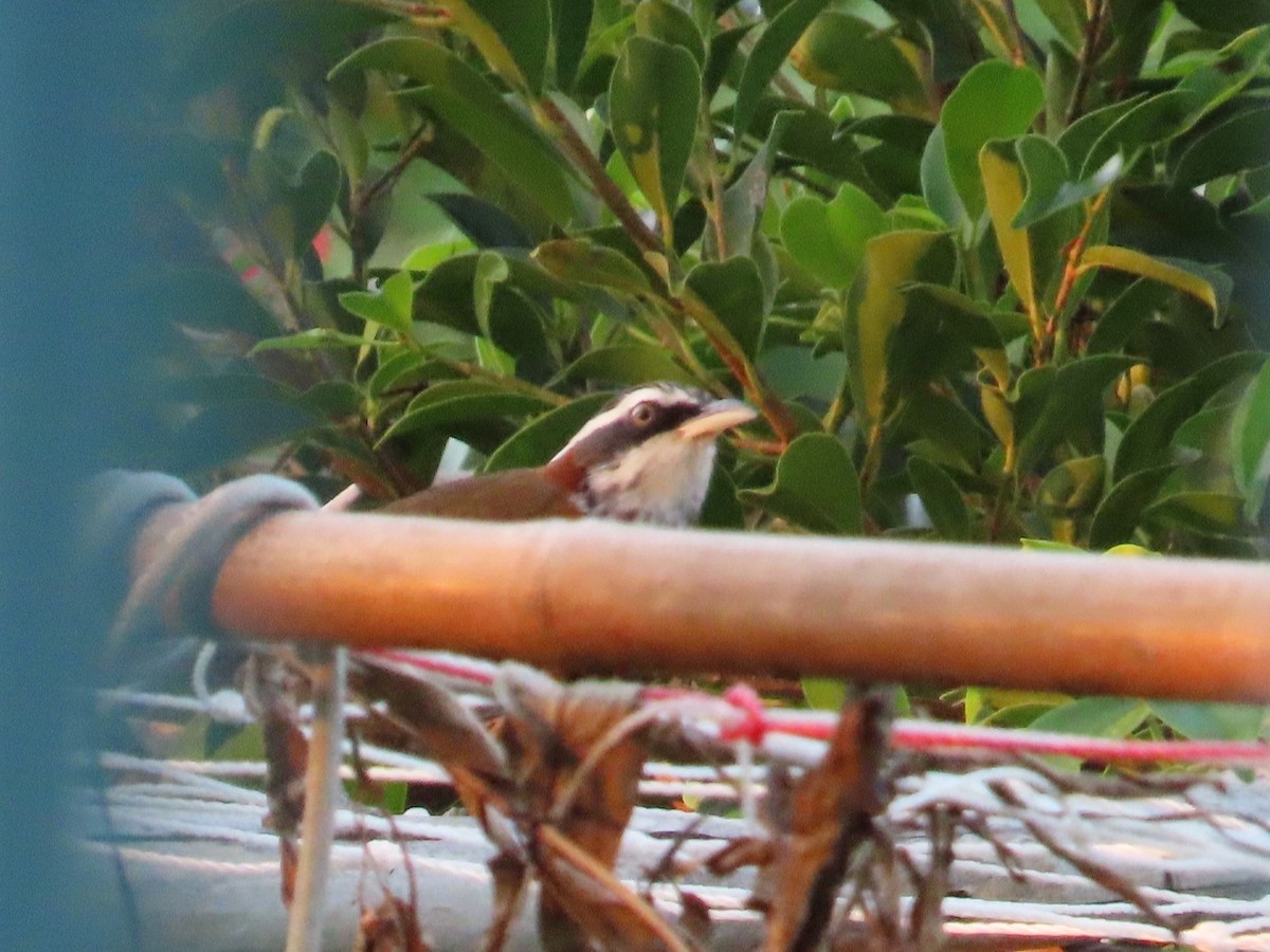 Taiwan Scimitar-Babbler - ML646102770