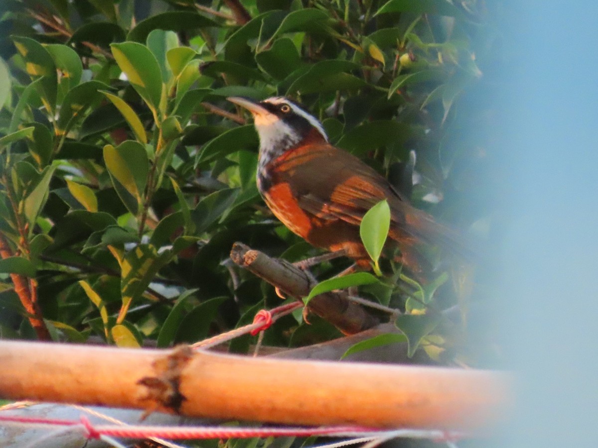 Taiwan Scimitar-Babbler - ML646102771