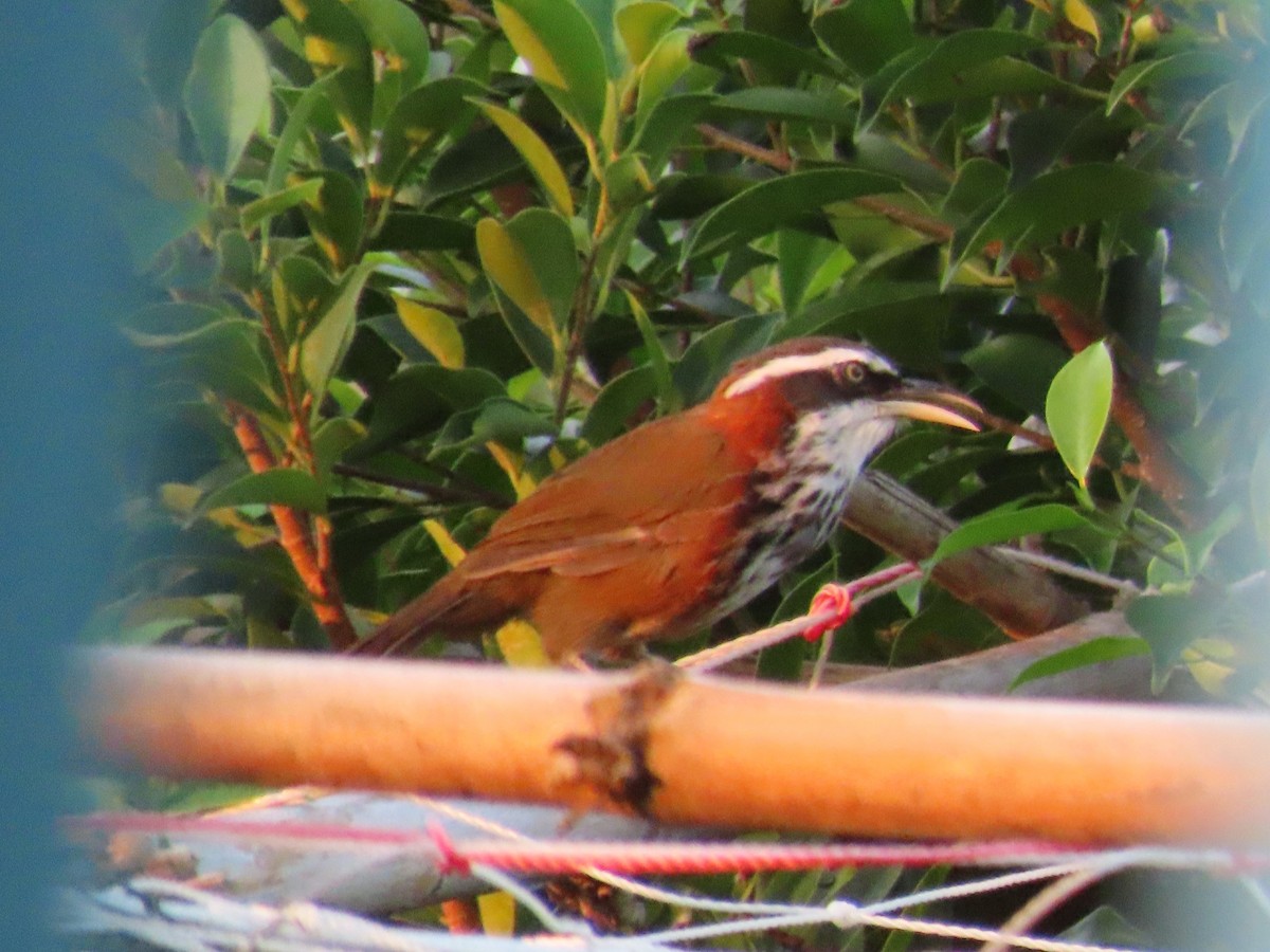 Taiwan Scimitar-Babbler - ML646102772