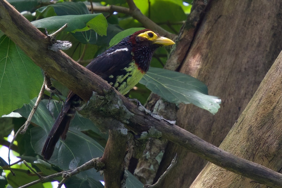 Eastern Yellow-billed Barbet - ML646102774