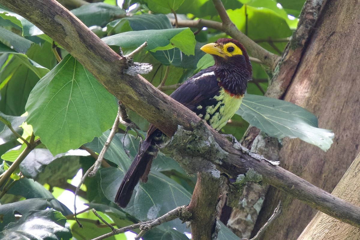 Eastern Yellow-billed Barbet - ML646102775