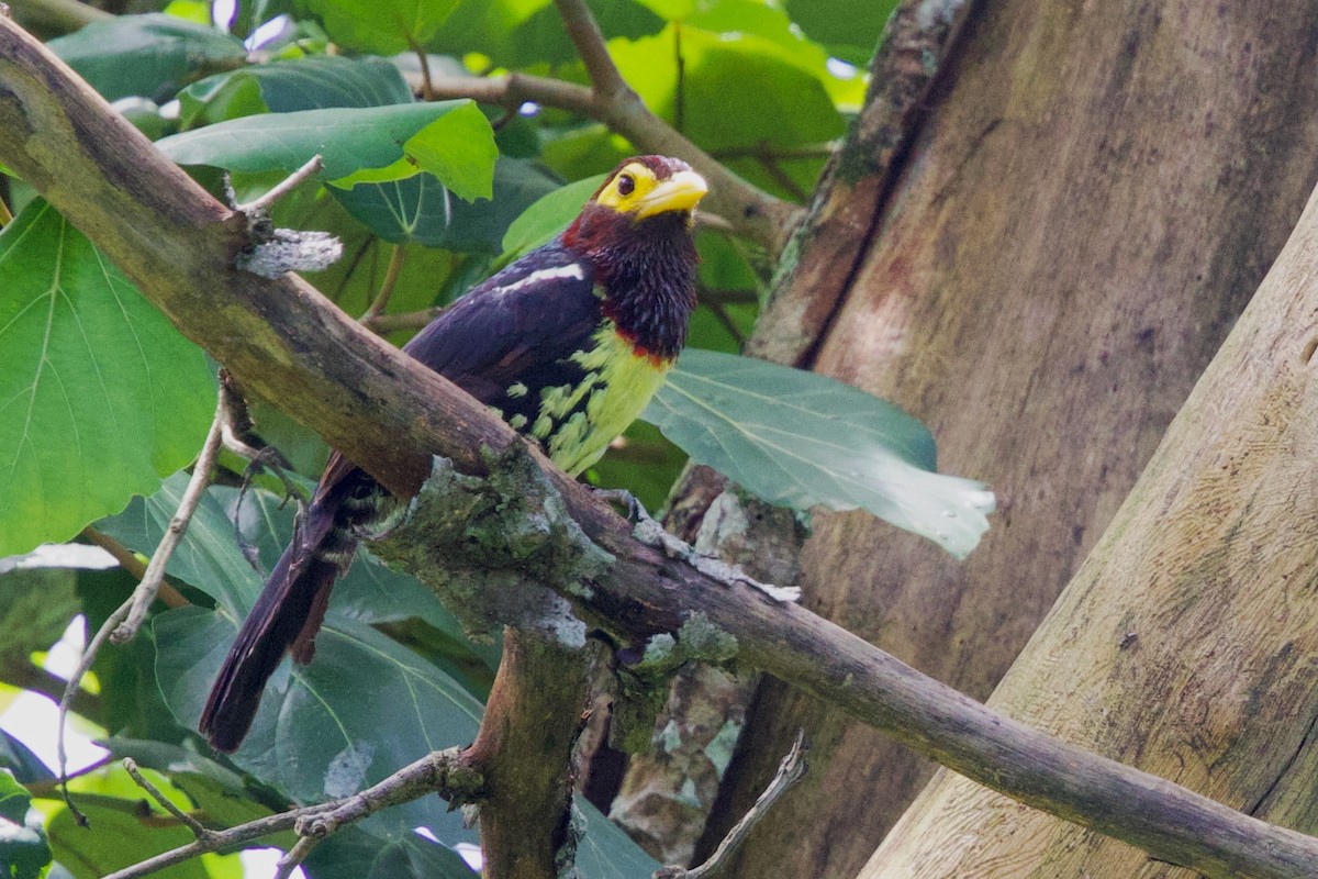 Eastern Yellow-billed Barbet - ML646102776