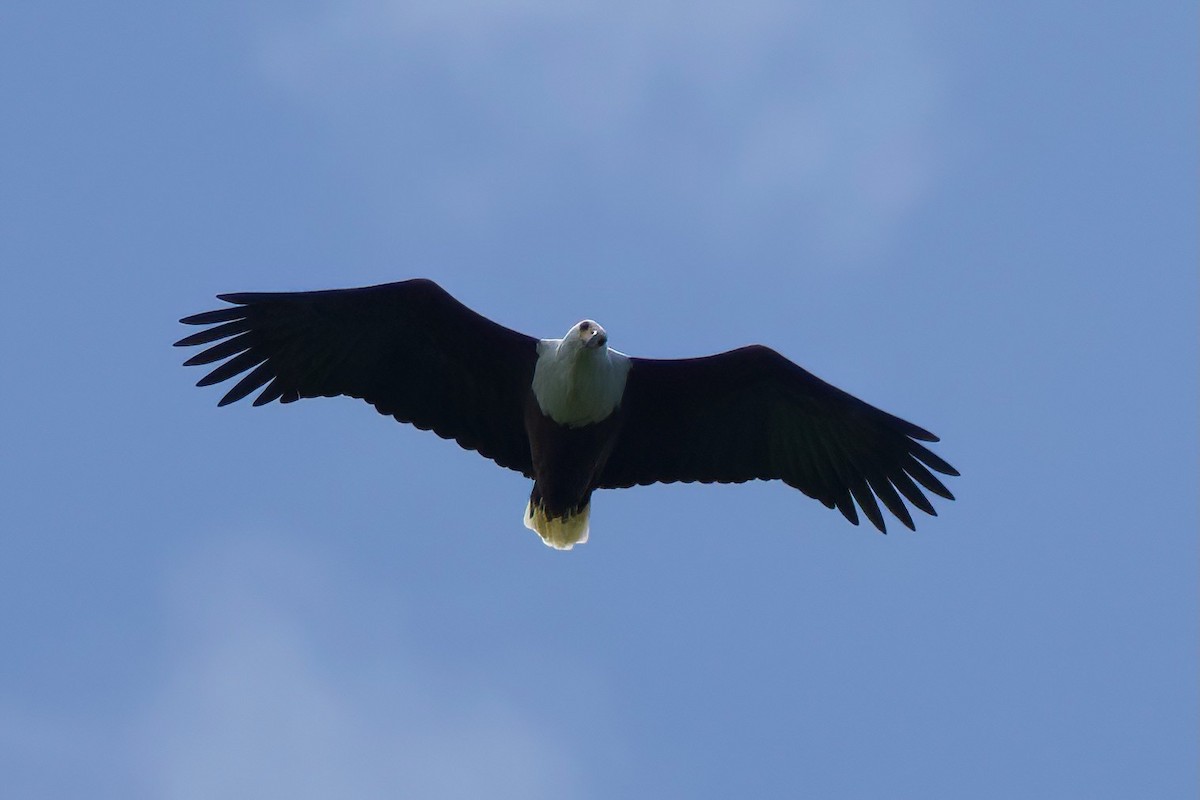African Fish-Eagle - ML646102779