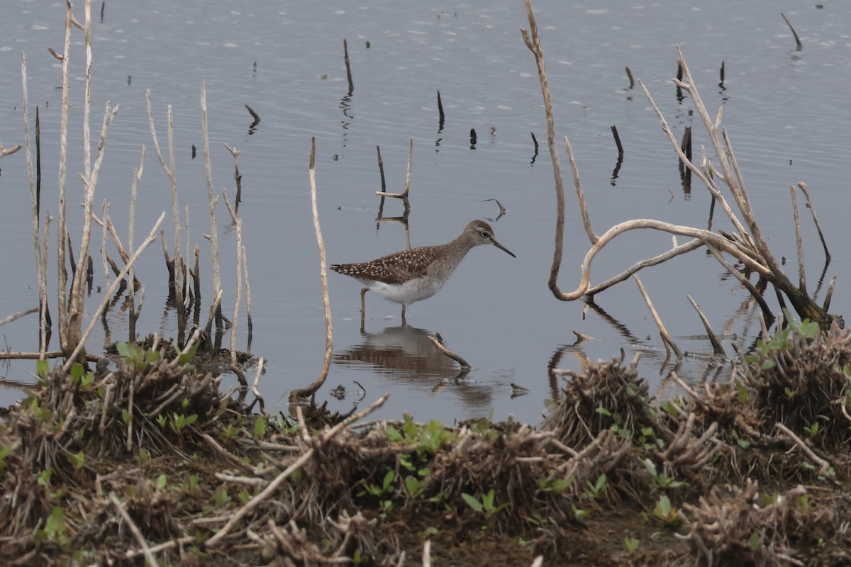 Wood Sandpiper - ML646102780