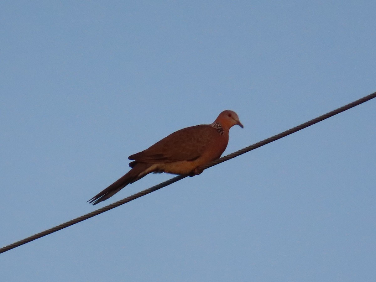 Spotted Dove - ML646102781