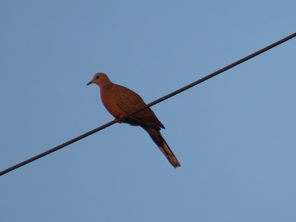 Spotted Dove - ML646102782