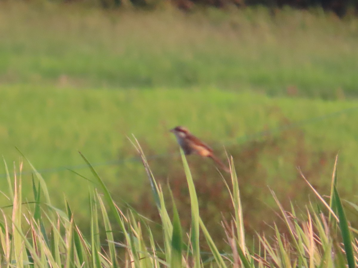 Brown Shrike - ML646102786