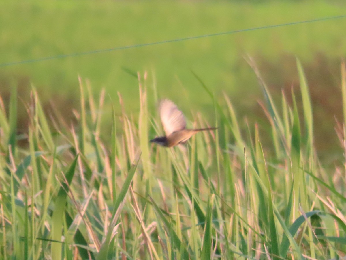 Brown Shrike - ML646102787