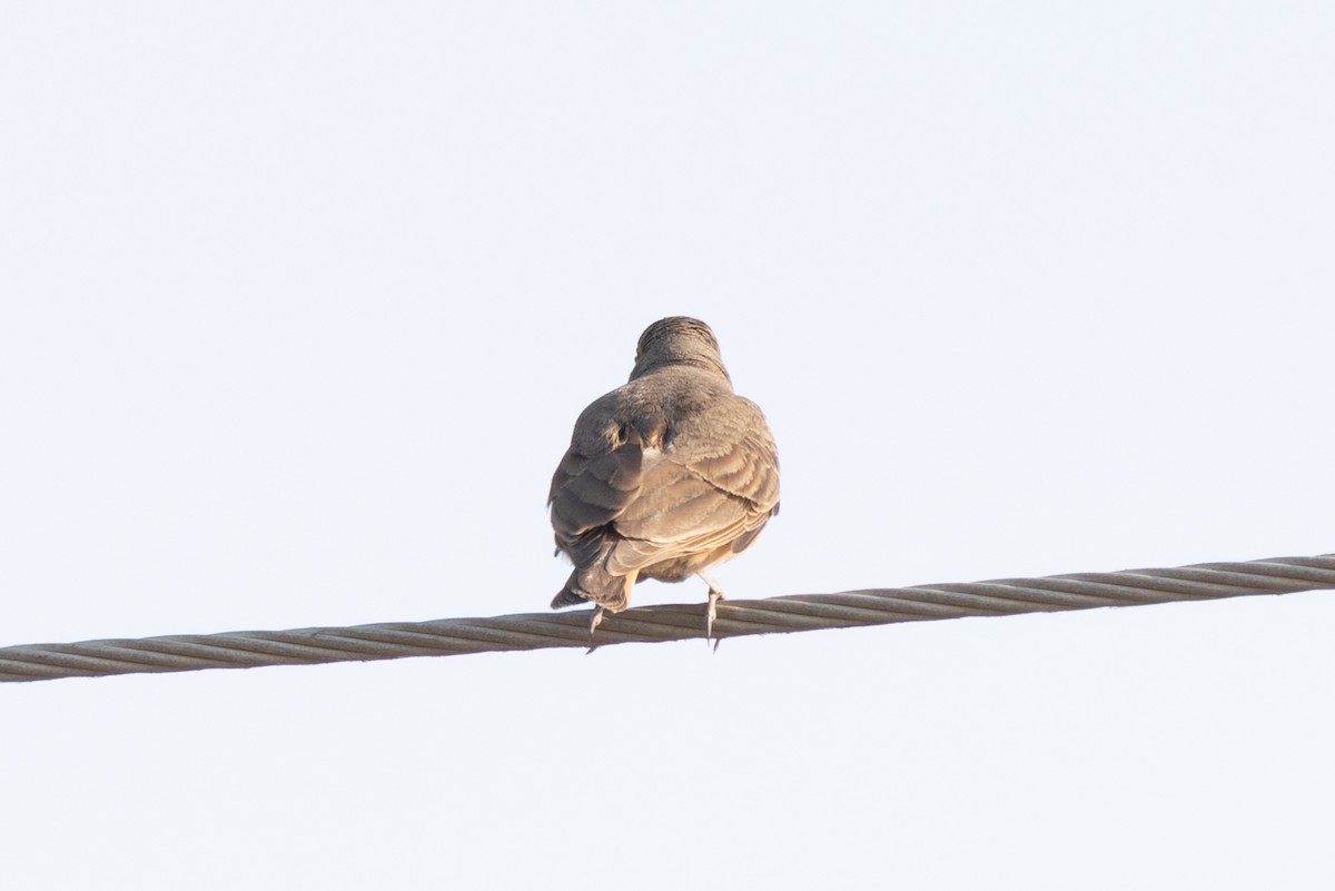 Rufous-tailed Lark - ML646102789