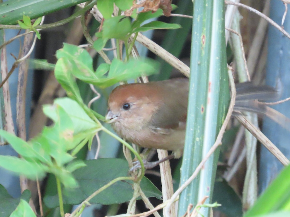 Vinous-throated Parrotbill - ML646102794
