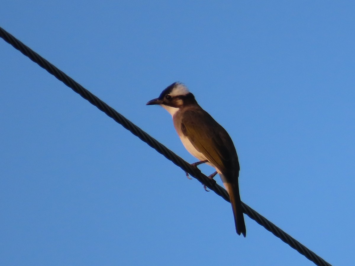 Light-vented Bulbul - ML646102798