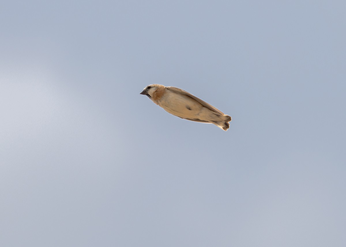 Blanford's Snowfinch - ML646102803
