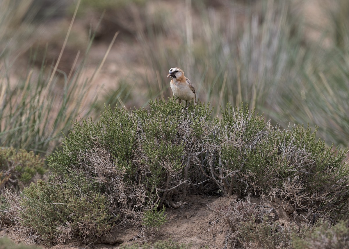 Blanford's Snowfinch - ML646102804
