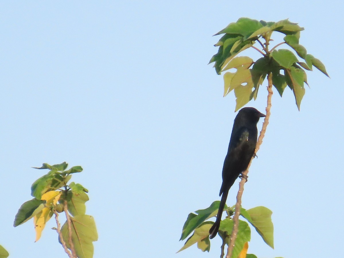 Black Drongo - ML646102810